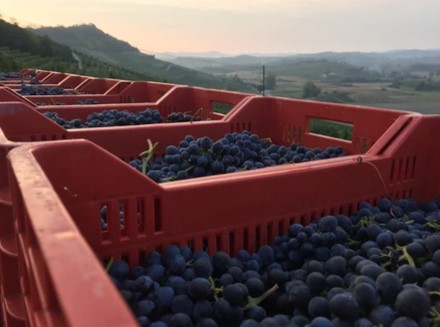 Durion wines 02